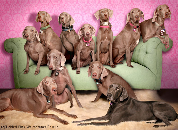 Weimaraners of TPWR